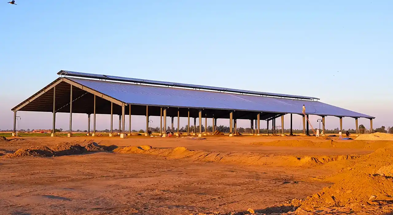 Dairy Cattle Shelter